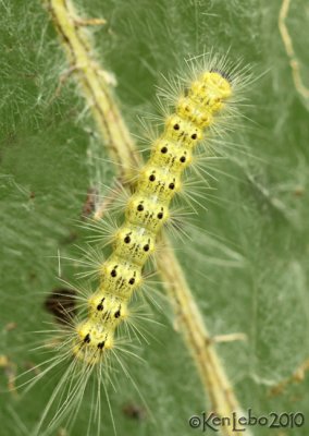 Fall Webworm Moth Hyphantria cunea #8140