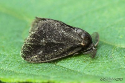 Planthopper Parasite Moth Fulgoraecia exigua #4701