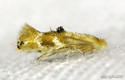 Bucculatrix coronatella #0559