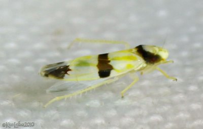 Leafhopper Erythroneura calycula