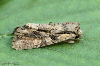Speckled Cutworm Moth Lacanobia subjuncta #10299