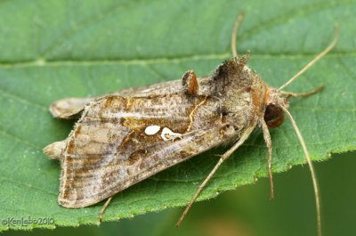 Soybean Looper Moth Chrysodeixis includens #8890