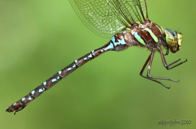 Black-tipped Darner Aeshna tuberculifera