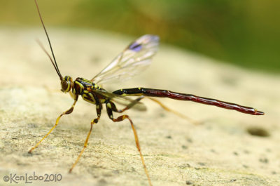 Ichneumon Wasp Megarhyssa sp.