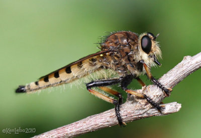 Robber Fly Promachus rufipes