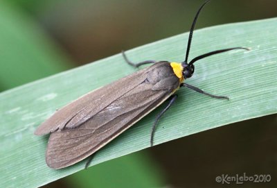 Yellow-collared Scape Moth Cisseps fulvicollis #8267