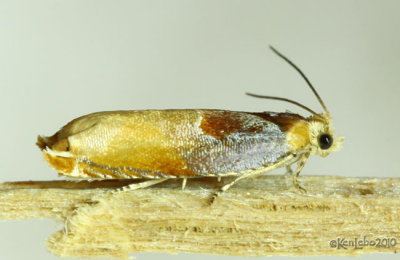 Two-toned Ancylis Moth Ancylis divisana #3375