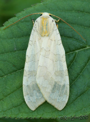 Banded Tussock Moth Halysidota tessellaris #8203