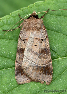 Pale-banded Dart Agnorisma badinodis #10955