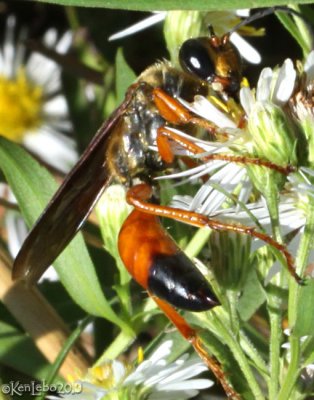 Golden Digger Wasp Sphex ichnumoneus