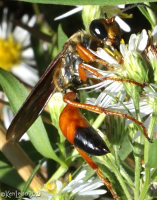 Golden Digger Wasp  Sphex ichnumoneus