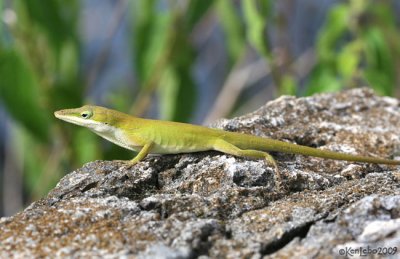  Green Anole