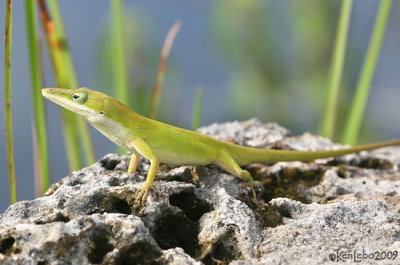  Green Anole