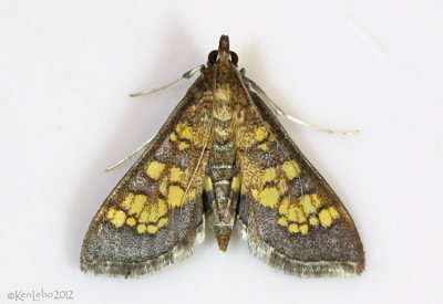 Paler Diacme Moth Diacme elealis #5142