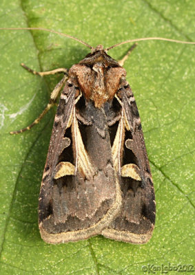 Master's Dart Moth Feltia herilis #10676