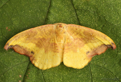 Rose Hooktip Moth oreta rosea #6255