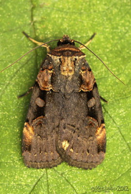 Pink-spotted Dart Moth Pseudohermonassa bicarnea #10950