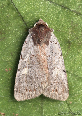 Dull Reddish Dart Moth Xestia dulucida #10969