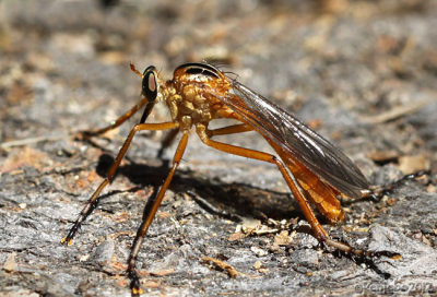 Robber Fly Diogmites neoternatus