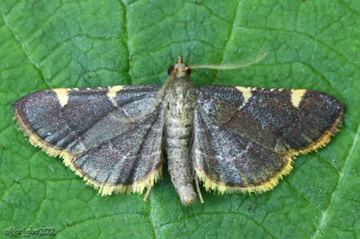 Yellow-fringed Dolichomia Moth Hypsopygia olinalis #5533