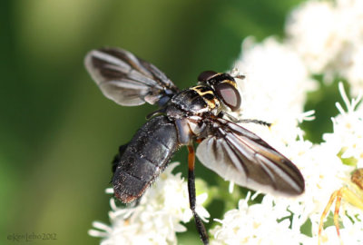 Feather-legged Fly Trichopoda lanipes