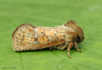 Eastern Grass Tubeworm Moth Acrolophus plumifrontella #0372