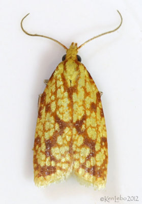 Sparganothis Fruitworm Moth Sparganothis sulfureana #3695