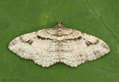 Bent-line Carpet Moth Costaconvexa centrostrigaria #7416
