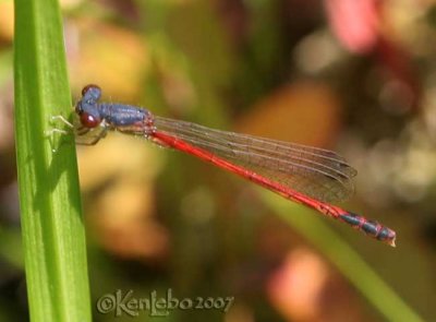 damsels, firetails and threadtails