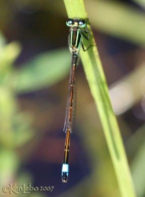 Rambur's Forktail Ischnura ramburii