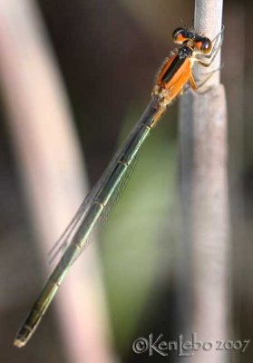 Rambur's Forktail Ischnura ramburii immature female