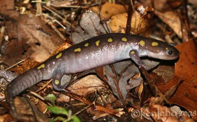 Spotted Salamander walking thru woods to vernal pool