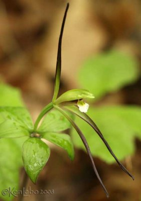 Whorled Pogonia  Isotria verticillata