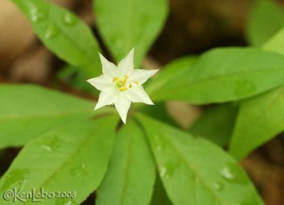 Starflower - Trientalis borealis