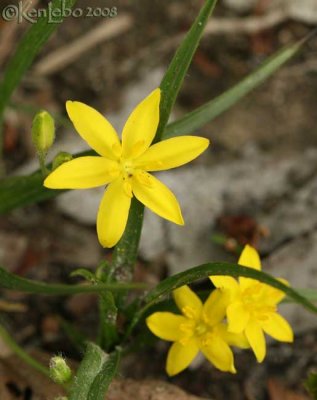 Yellow Stargrass - Hypoxis hirsuta