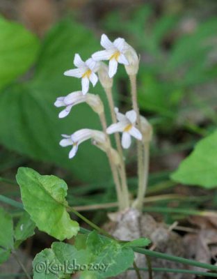 One-flowered Cancerroot