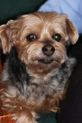 pepper