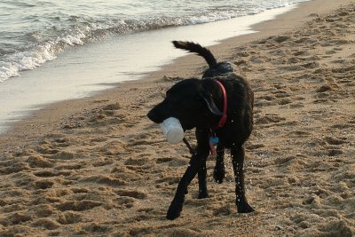 beach labs