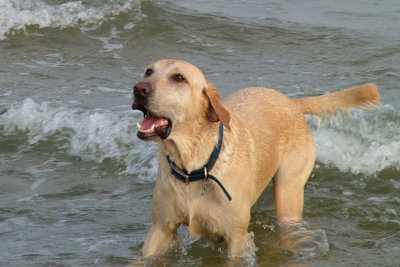 beach labs