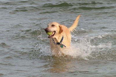 beach labs