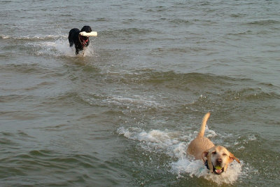 beach labs