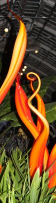 chihuly at phipps