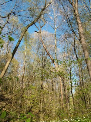 Looking Skyward