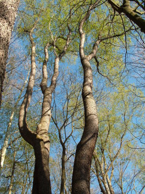 The Trees