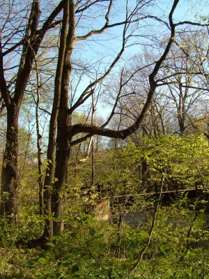 Crooked Tree