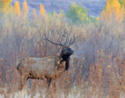 Bull elk misty morning