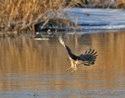 Northern harrier after a fish