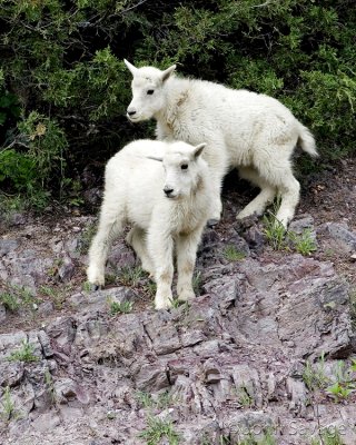 Mountain goat youngsters