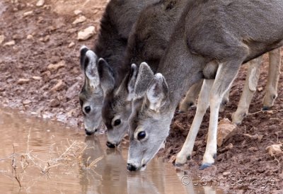 Mule deer doe with fawns