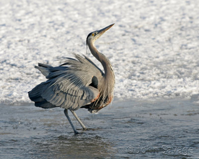 Great Blue Heron  